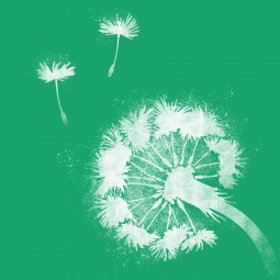 pusteblume weiss gruen